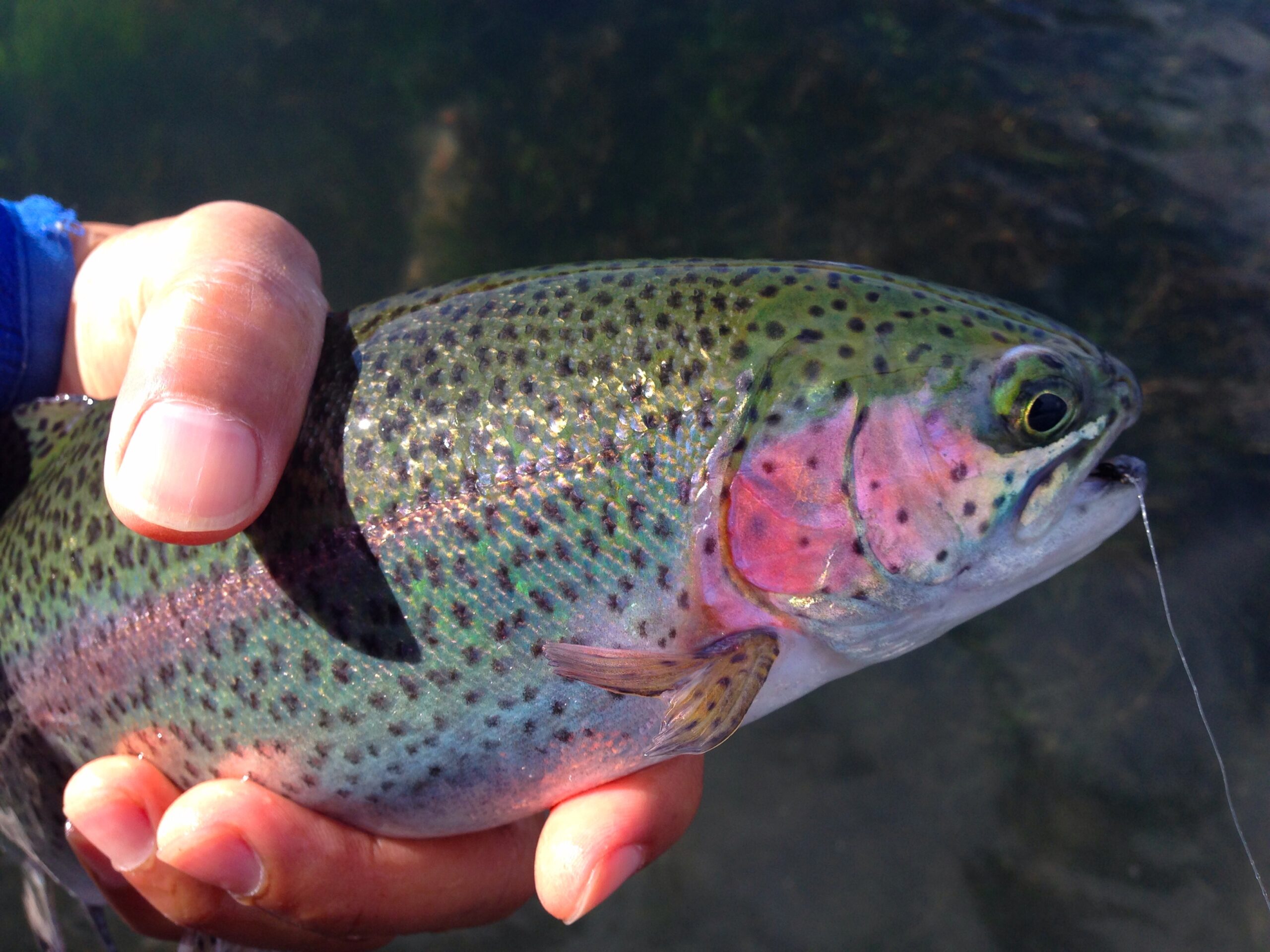 Big rainbow with tenkara rod