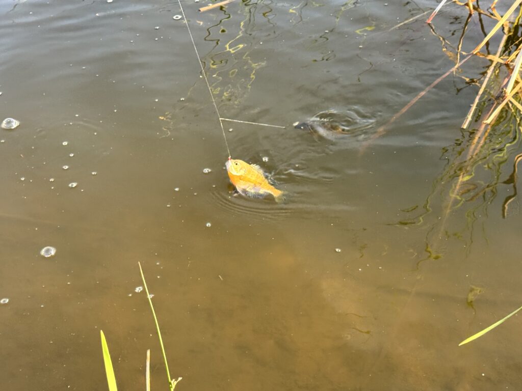 two fish on double fly rig