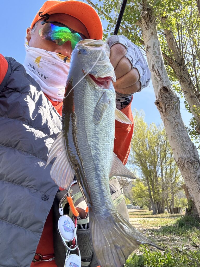 large mouth bass caught with tanuki euro nymphing rod one the lower Owens