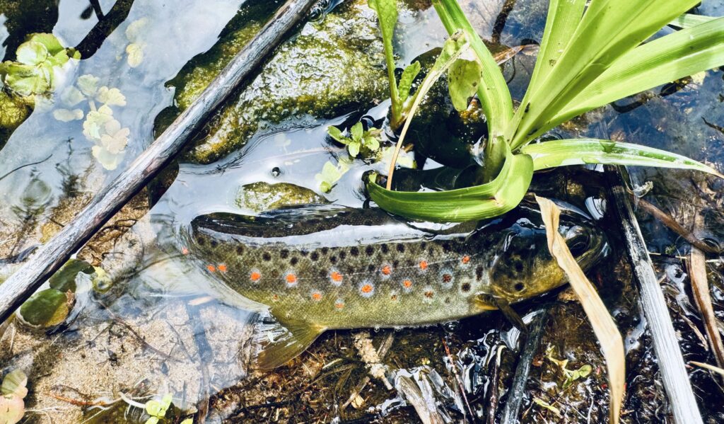 wild brown trout