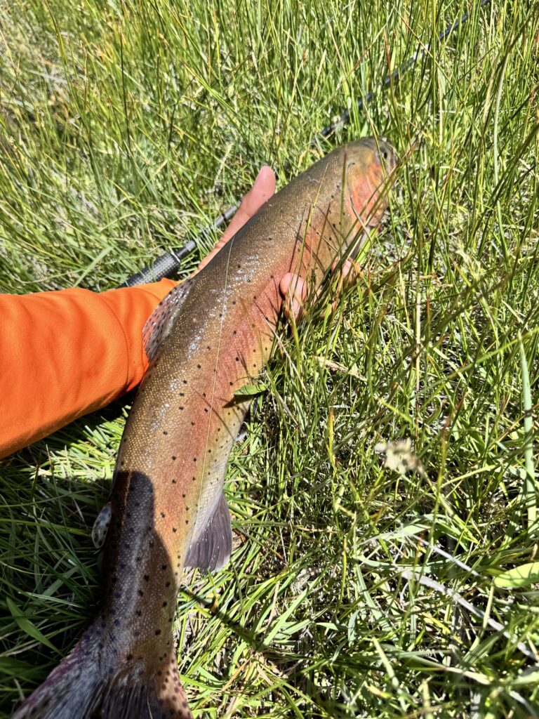 a 21 inches Lahontan Cutthroat