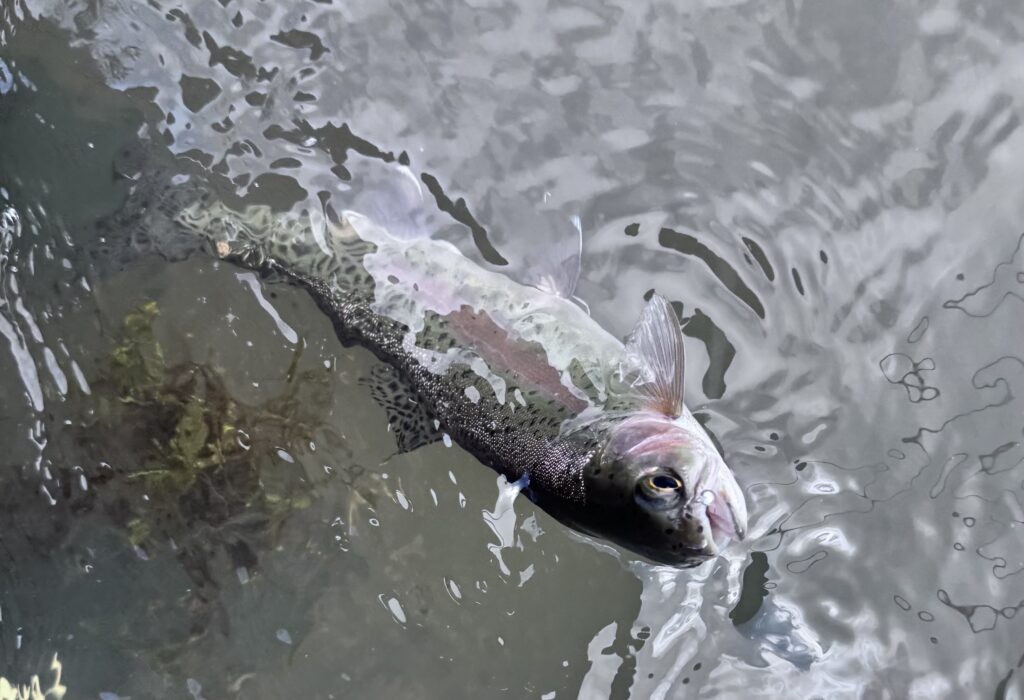First rainbow trout landed during the 2026 Oregon Tenkara Bug Out in La Pine, Oregon, moments before being released back into the water.