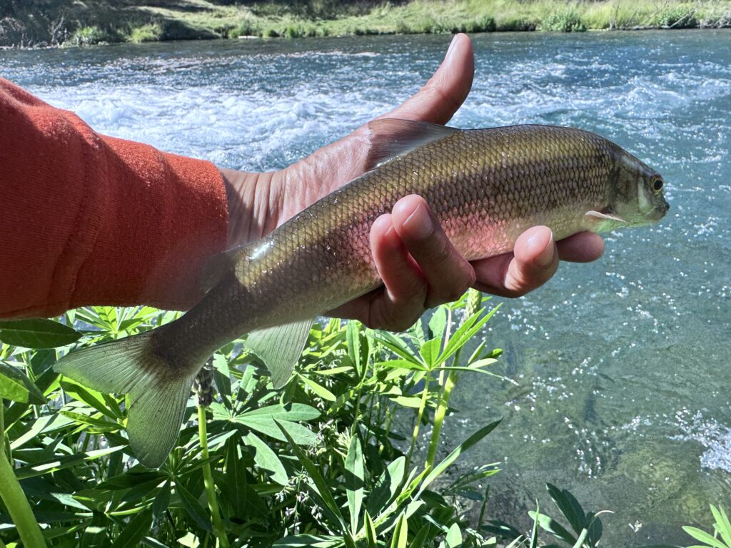 Native Mountain White fish caught in Oregon
Tenkara Bug Out 2026