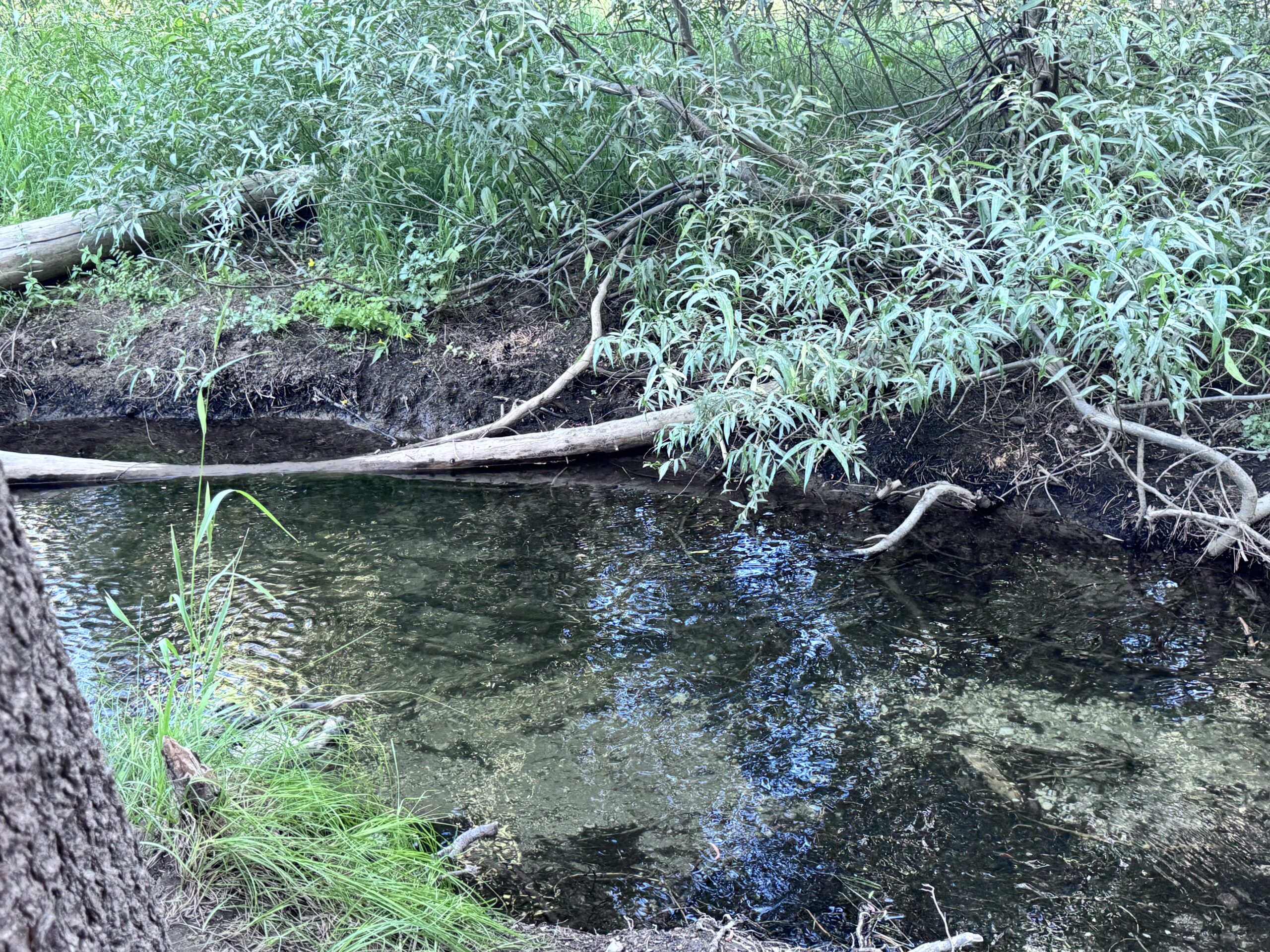 I Broke My Latest Euro-Nymphing Rod Prototype on a Three-Foot-Wide Stream
